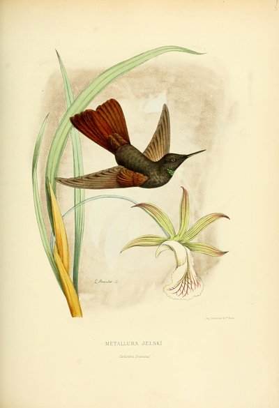 Metallura Jelskii by Louis Victor Bevalet